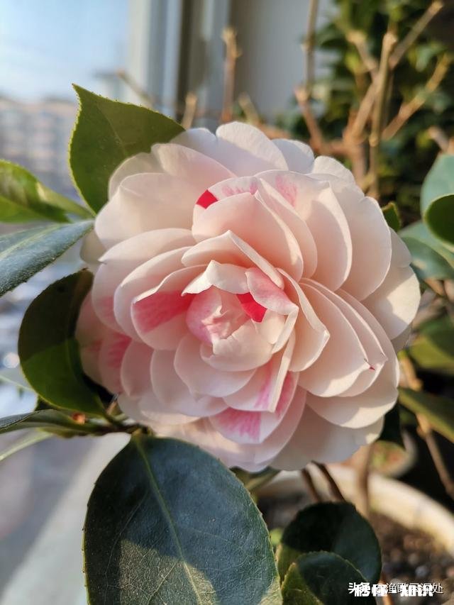 茶花开的时候花边有锈迹是怎么回事