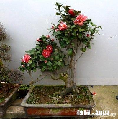 茶花开的时候花边有锈迹是怎么回事