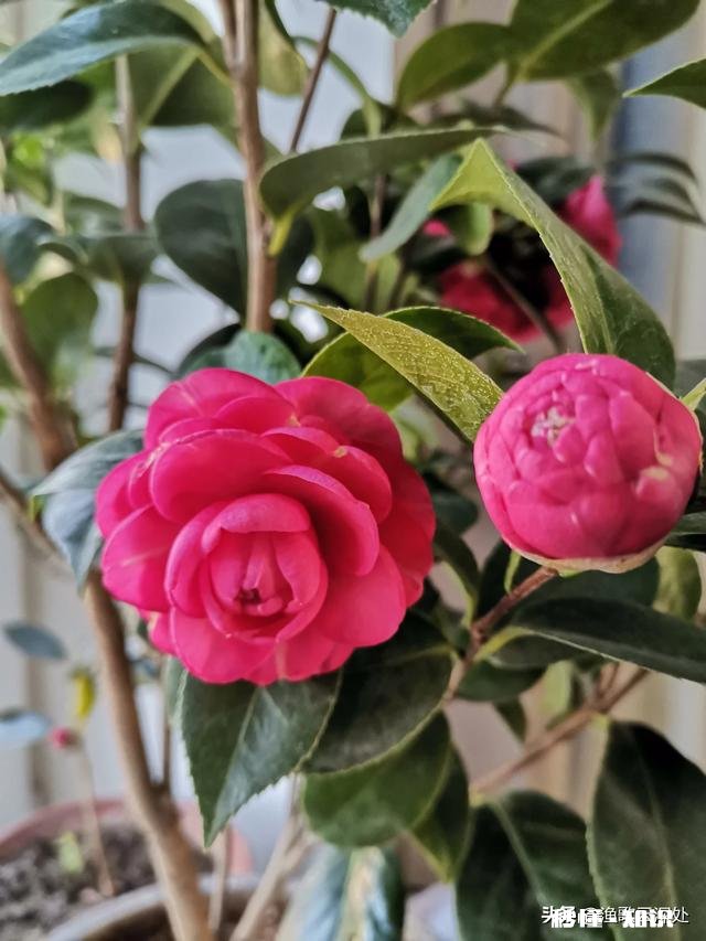 茶花开的时候花边有锈迹是怎么回事