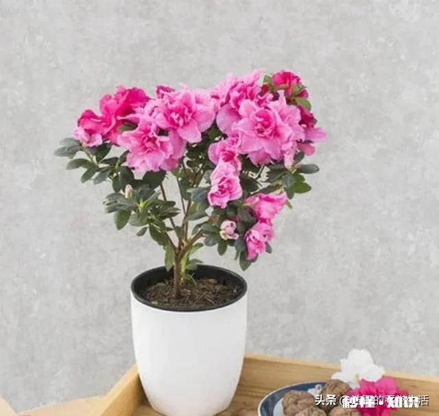 茶花开的时候花边有锈迹是怎么回事