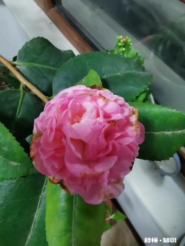 茶花开的时候花边有锈迹是怎么回事