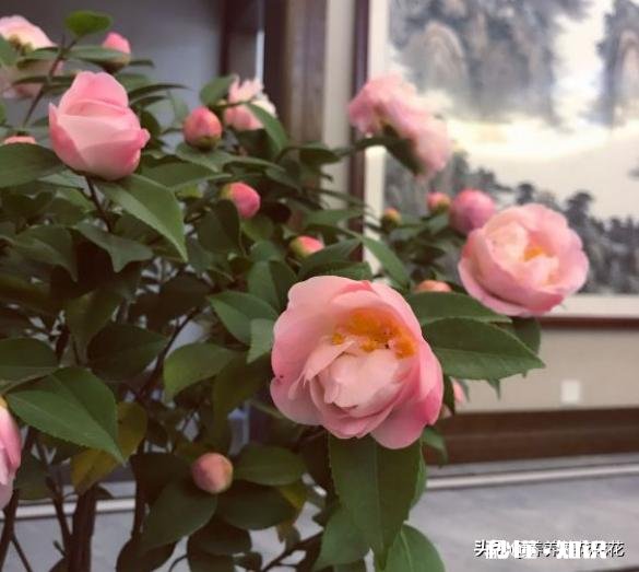 茶花开的时候花边有锈迹是怎么回事