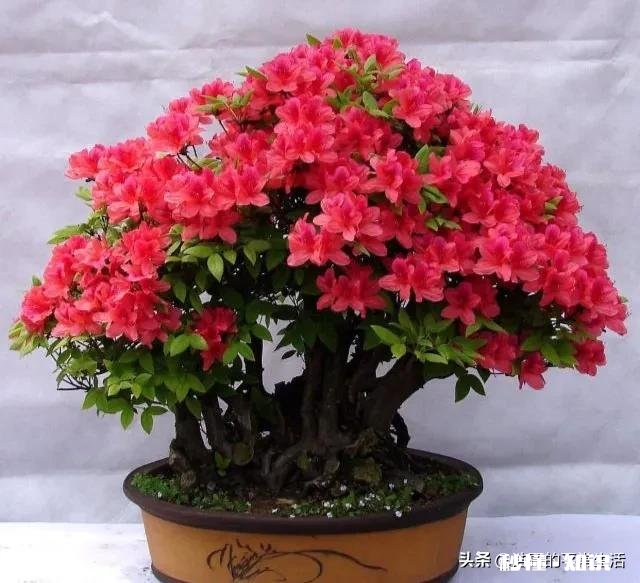 茶花开的时候花边有锈迹是怎么回事