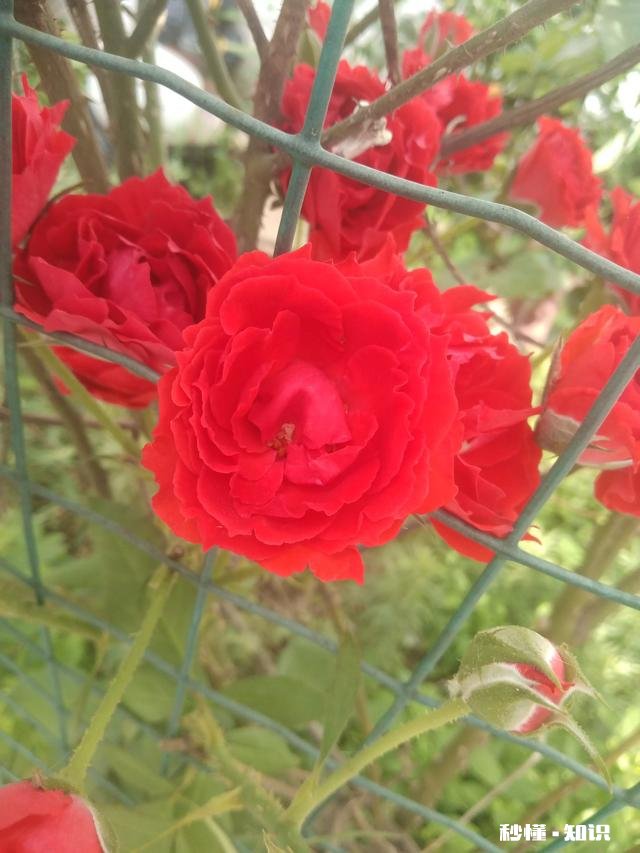 当你贫穷，婆婆公公看不起你，你是怎么在婆家赢得尊重和地位的