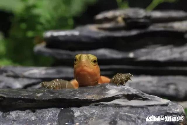 想养半水龟,布置一个陆地比较多的布景合适还是放在小水盆里合适