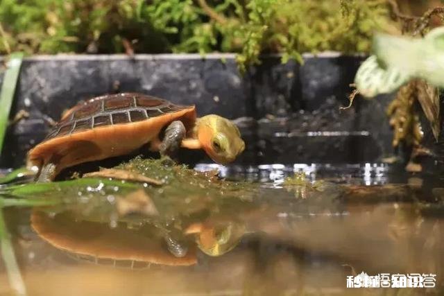 想养半水龟,布置一个陆地比较多的布景合适还是放在小水盆里合适