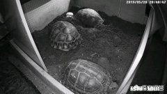 想养半水龟，布置一个陆地比较多的布景合适还是放在小水盆里合适