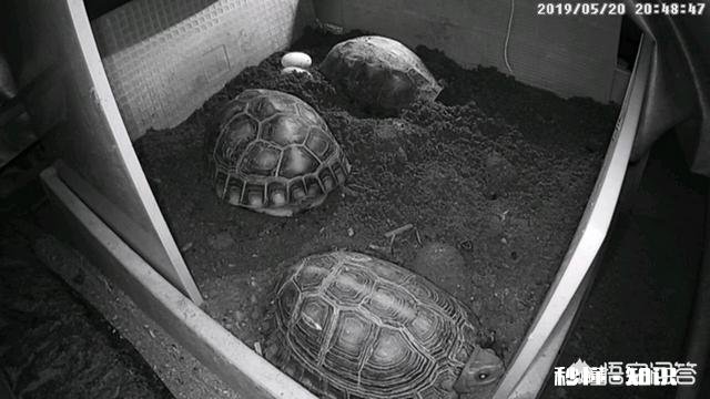 想养半水龟,布置一个陆地比较多的布景合适还是放在小水盆里合适