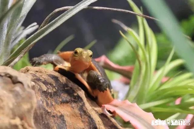 想养半水龟,布置一个陆地比较多的布景合适还是放在小水盆里合适