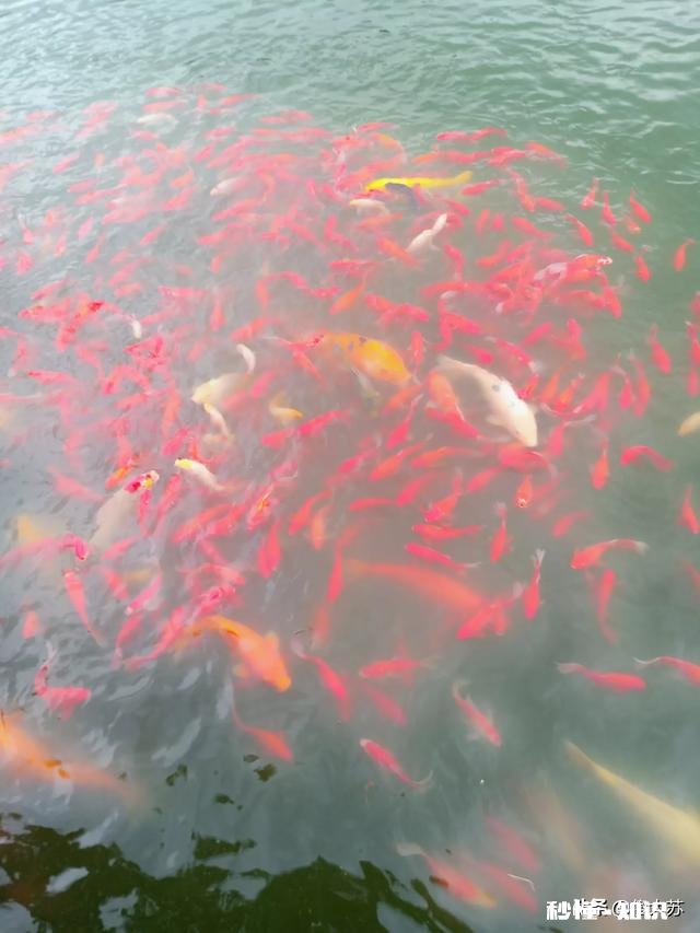 农村地带都有大大小小的池塘,进行青鱼、黑鱼、黄鳝、泥鳅之类的水产养殖有前景吗