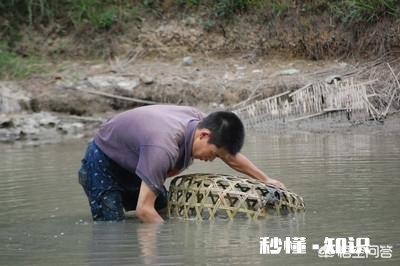 农村地带都有大大小小的池塘,进行青鱼、黑鱼、黄鳝、泥鳅之类的水产养殖有前景吗