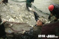 农村地带都有大大小小的池塘，进行青鱼、黑鱼、黄鳝、泥鳅之类的水产养殖有前景吗