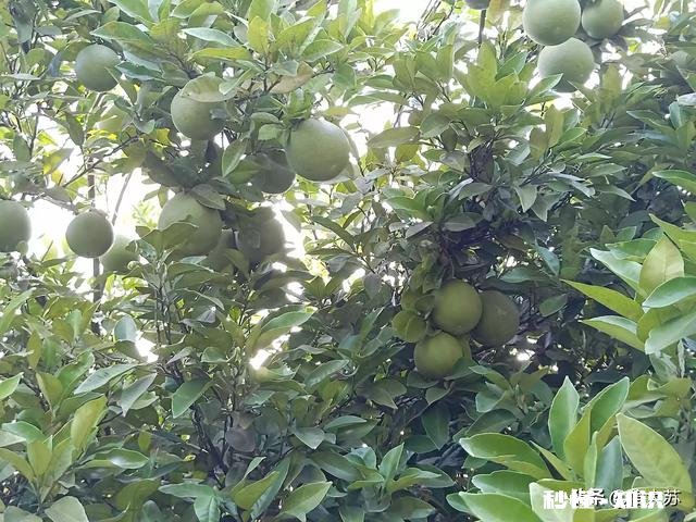 农村地带都有大大小小的池塘,进行青鱼、黑鱼、黄鳝、泥鳅之类的水产养殖有前景吗