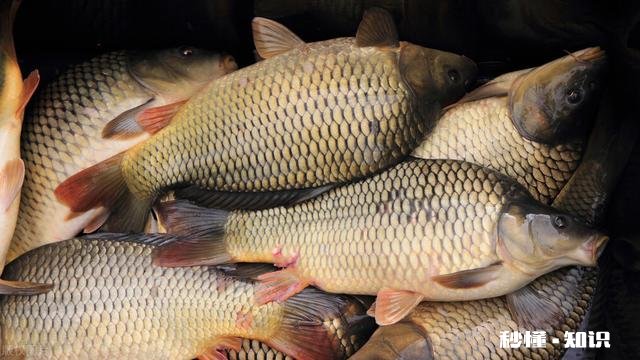 黑坑钓鲫鱼，没有明显的顿口，大多是顶漂中鱼，为什么