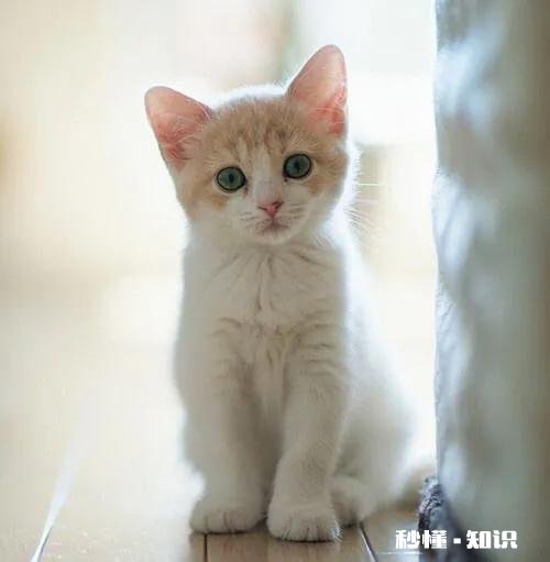 猫喝的是水龙头里的水会得弓形虫吗