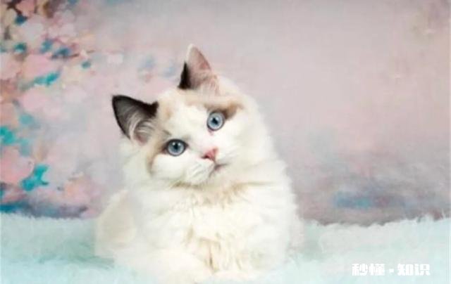 猫喝的是水龙头里的水会得弓形虫吗