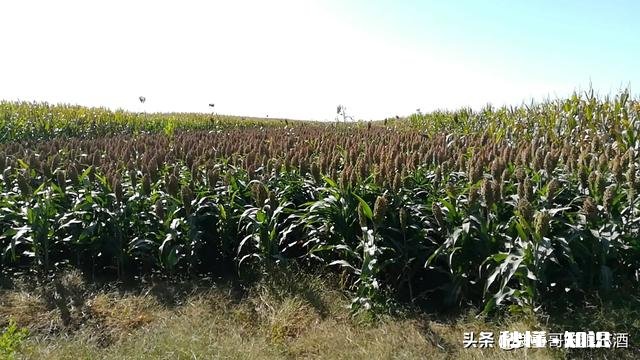 有没有人和我一样觉得散酒没有预包装白酒好喝