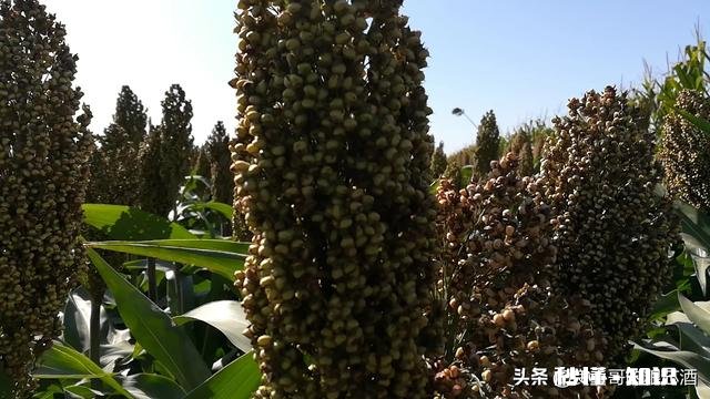 有没有人和我一样觉得散酒没有预包装白酒好喝