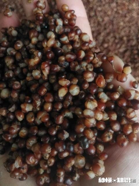 有没有人和我一样觉得散酒没有预包装白酒好喝