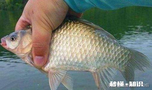 春季水库垂钓，怎样选择渔具又有哪些技巧呢