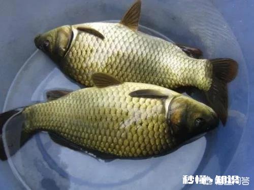 新手钓鱼,钓竿4.5米主线子线怎么配