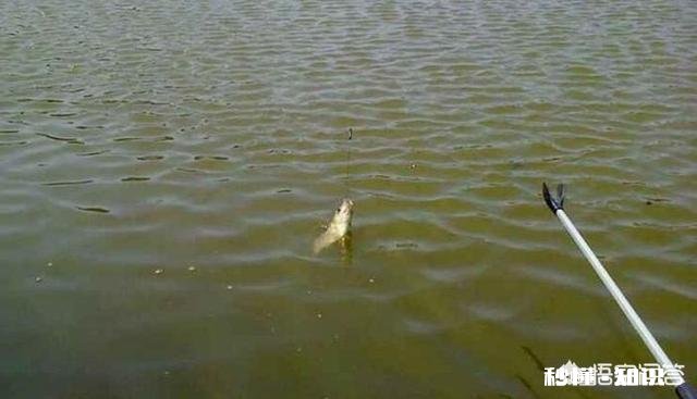 新手钓鱼,钓竿4.5米主线子线怎么配