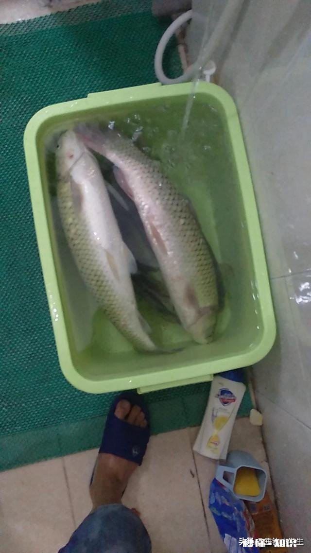 南方野钓有没有喜欢加酒做饵料的,不是酒米,是搭配荤饵还是素饵