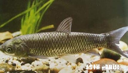 南方野钓有没有喜欢加酒做饵料的,不是酒米,是搭配荤饵还是素饵