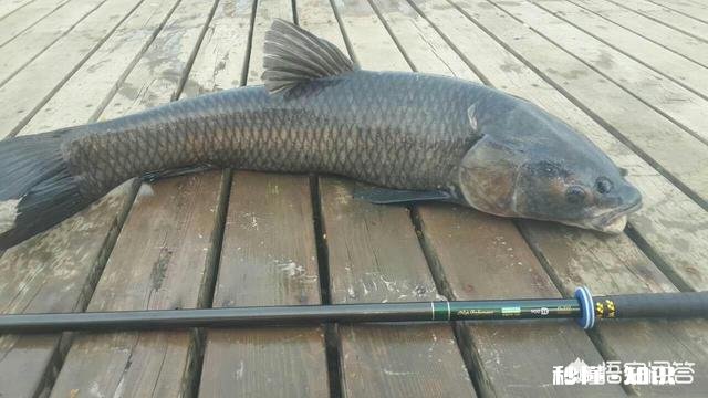 南方野钓有没有喜欢加酒做饵料的,不是酒米,是搭配荤饵还是素饵