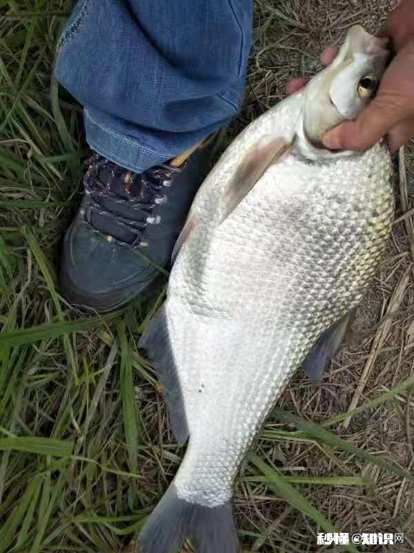 南方野钓有没有喜欢加酒做饵料的,不是酒米,是搭配荤饵还是素饵