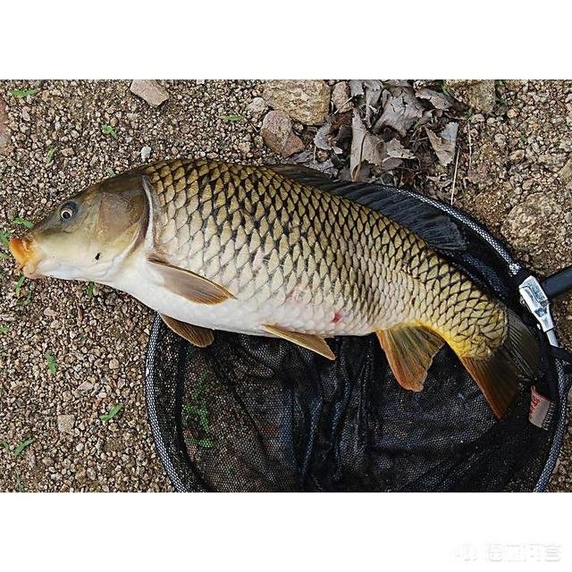 南方野钓有没有喜欢加酒做饵料的,不是酒米,是搭配荤饵还是素饵