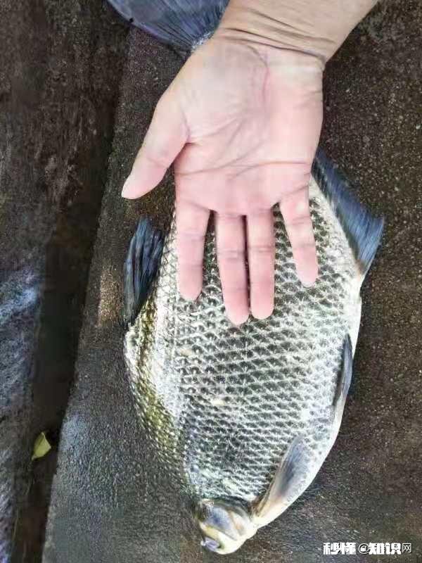 南方野钓有没有喜欢加酒做饵料的,不是酒米,是搭配荤饵还是素饵