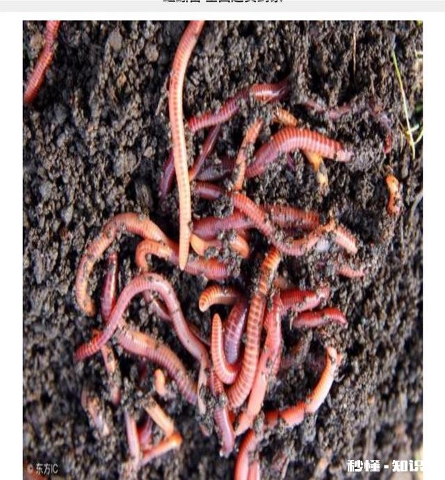 南方野钓有没有喜欢加酒做饵料的,不是酒米,是搭配荤饵还是素饵