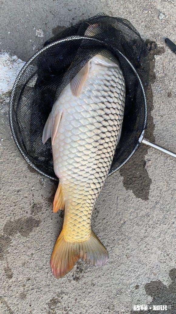 我想请教各位钓鱼大师，浮漂十几块钱和几十块钱上百的浮漂有什么区别