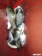 夜钓罗非鱼用什么灯光比较好