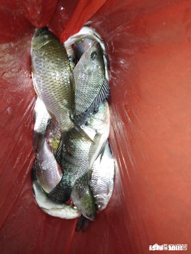 夜钓罗非鱼用什么灯光比较好