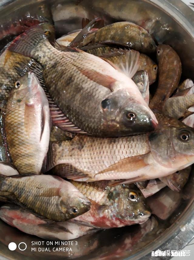 夜钓罗非鱼用什么灯光比较好