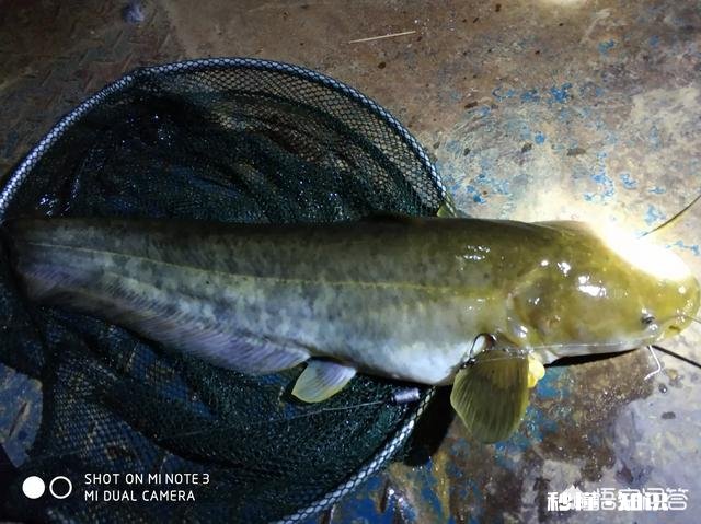 夜钓罗非鱼用什么灯光比较好