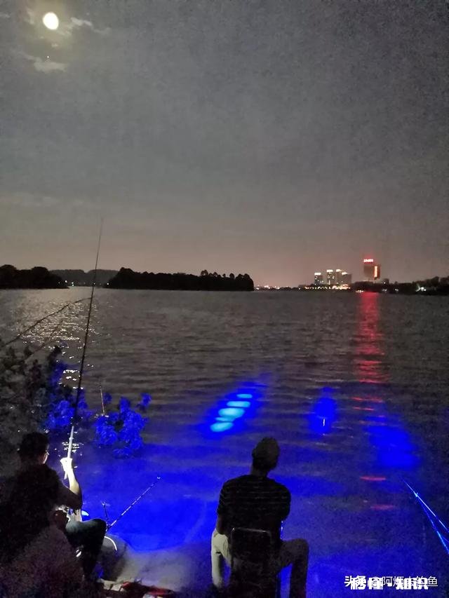 夜钓罗非鱼用什么灯光比较好