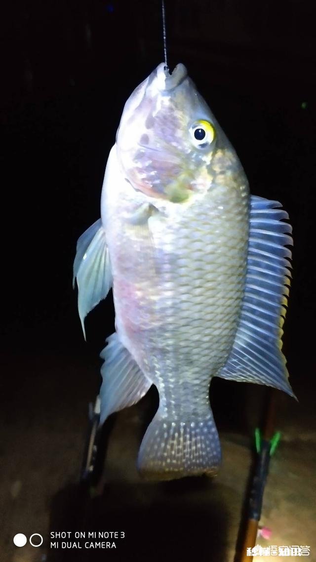 夜钓罗非鱼用什么灯光比较好