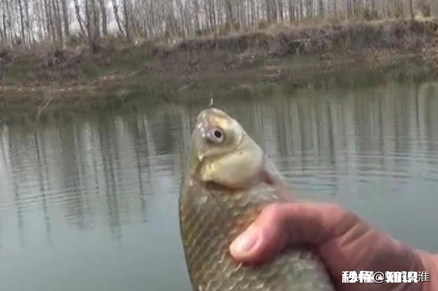 如何判断调钓是否正常