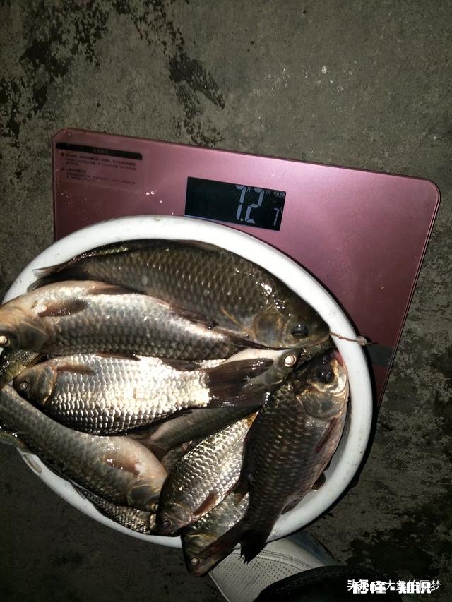 秋天用七星漂钓鲫鱼用什么线号好