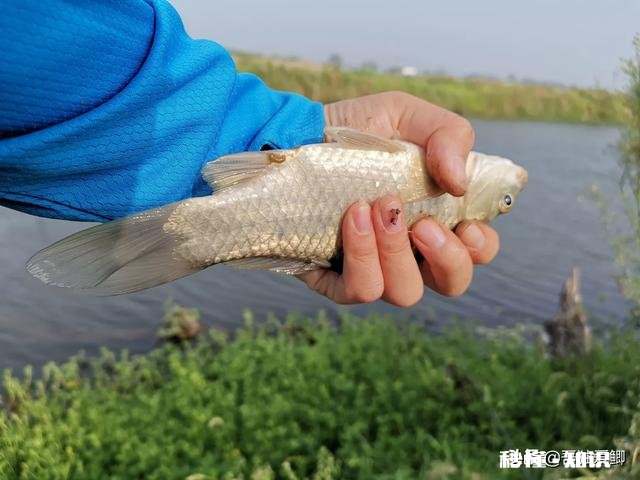 秋天用七星漂钓鲫鱼用什么线号好