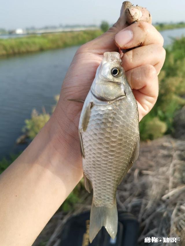 秋天用七星漂钓鲫鱼用什么线号好