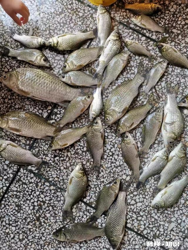 秋天用七星漂钓鲫鱼用什么线号好