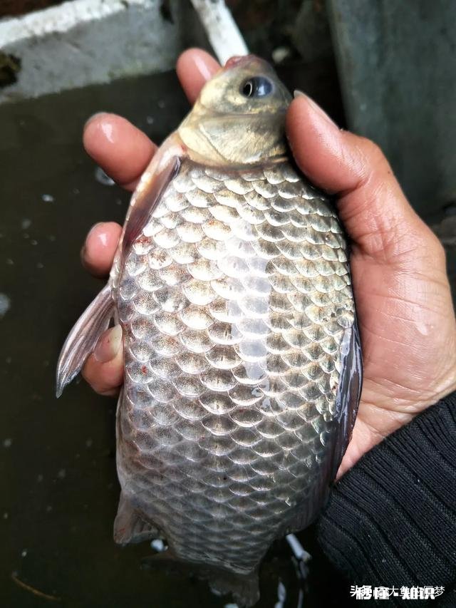 秋天用七星漂钓鲫鱼用什么线号好