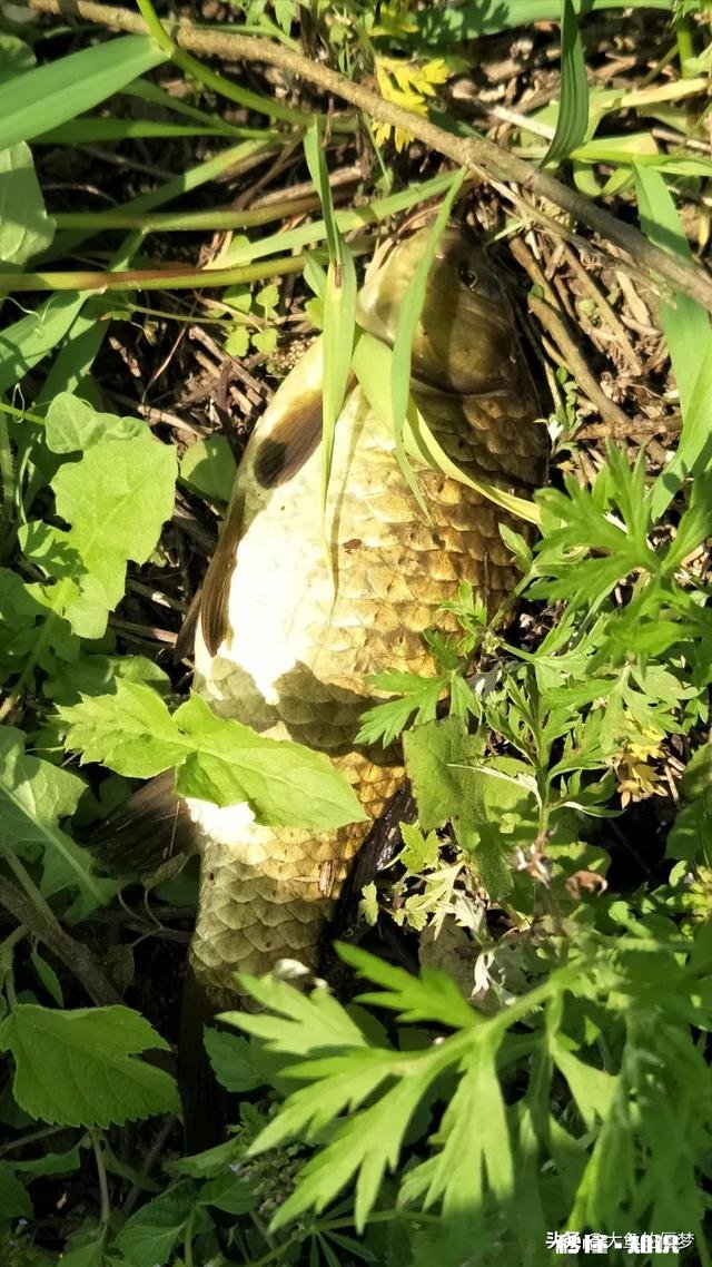 秋天用七星漂钓鲫鱼用什么线号好