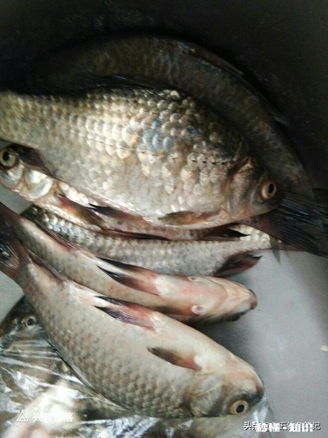 秋天用七星漂钓鲫鱼用什么线号好