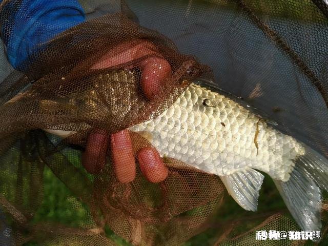 秋天用七星漂钓鲫鱼用什么线号好