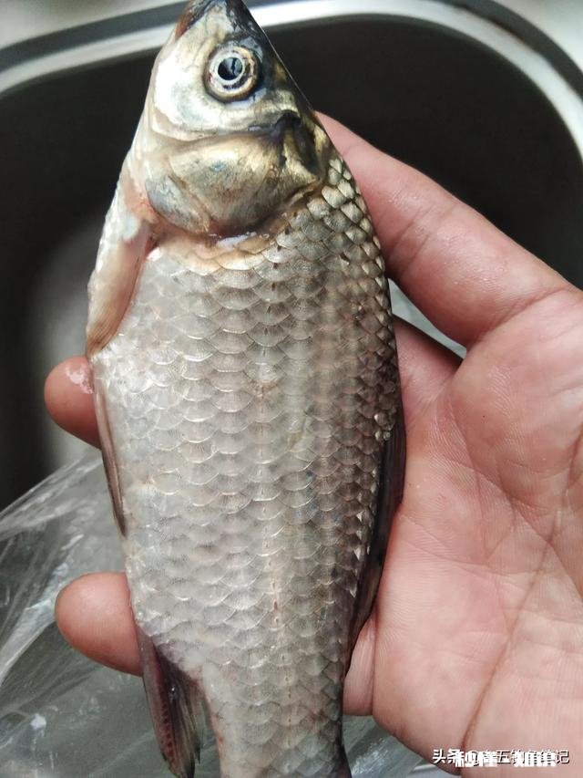 秋天用七星漂钓鲫鱼用什么线号好